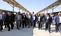 بازدید استاندار خراسان شمالی؛رئیس سازمان جهاد کشاورزی از گاوداری ۱۰ هزار رأسی گلدشت شیروان